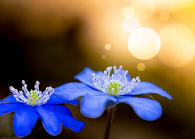 Blue Flowers