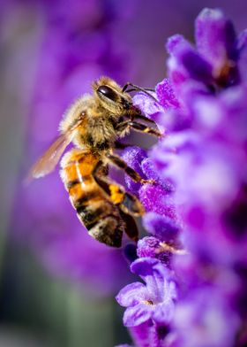 Lavender Bee