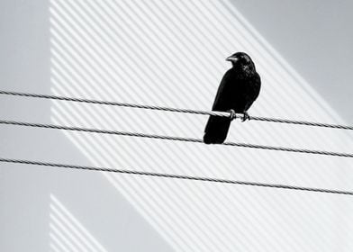 Bird on a Wire