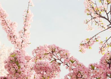 Cherry Blossom Bunny