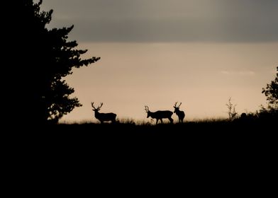 Deer on sunset