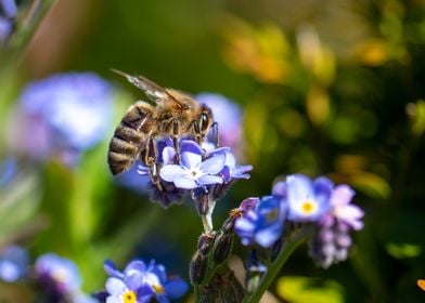 Bee Collecting