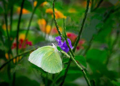 Yellow Pink Butterfly