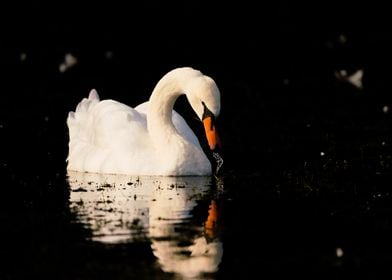 Swan in the darkness