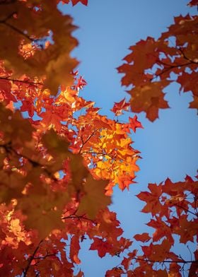 Maple Tree in Fall