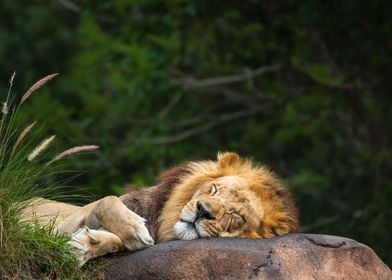 Sleeping Lion