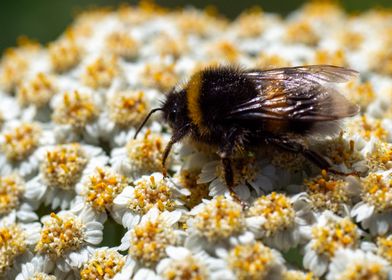 Bee on flowerbed