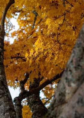 Japanese Maple in Fall