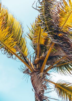 Palm tree in Martinique 