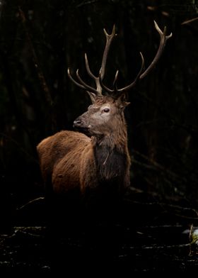 Deer in the dark