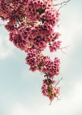 Pink Flower in Croatia