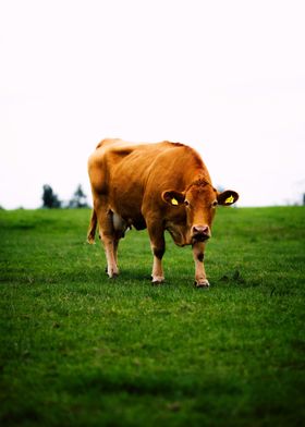 Cow