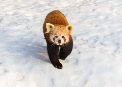 Red Panda on the snow 