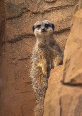 suricate