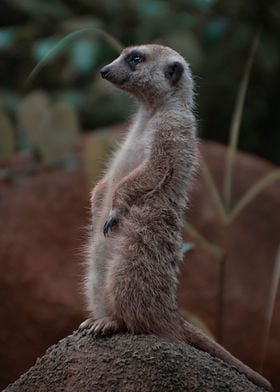 Meerkat 