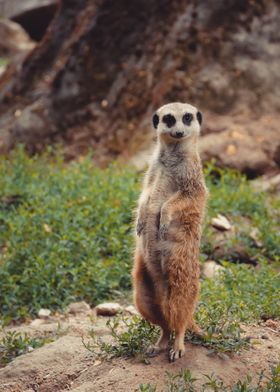 Meerkat 