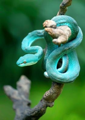 SNAKE TRIMERESURUS