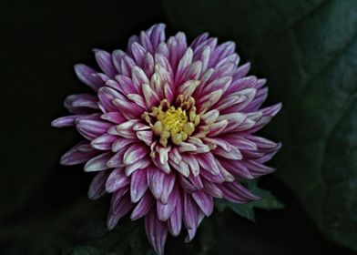 Chrysanthemum Flower Macro