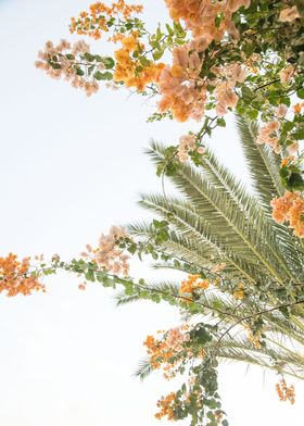 Bougainvillea Palm Dream 1