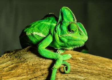 CHAMELEON