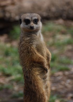 suricate