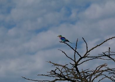 Lilac Breasted Roller 