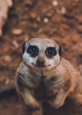 Meerkat 