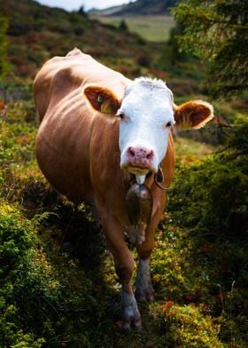 Cow