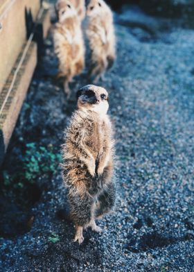  suricate