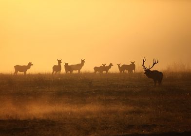 herd of deer and sardines 