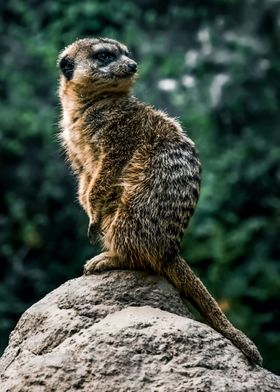 suricate