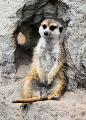 suricate