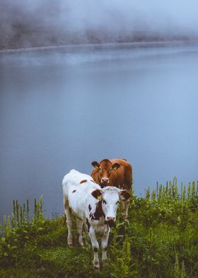 Cow