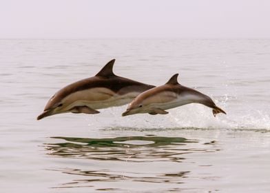 DOLPHINS