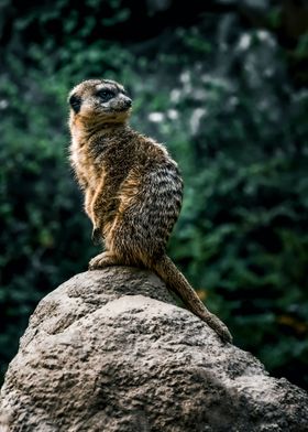 suricate