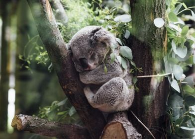 Baby Koala Asleep