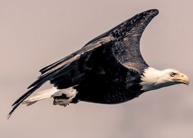 Determined Bald Eagle