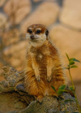 suricate