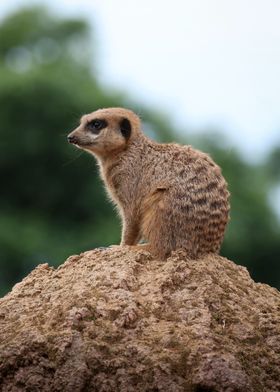 suricate