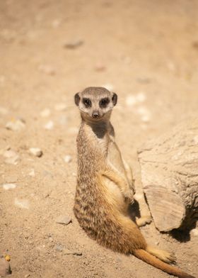 suricate