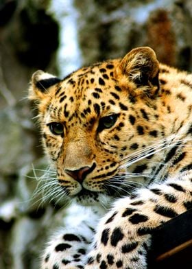 LEOPARD