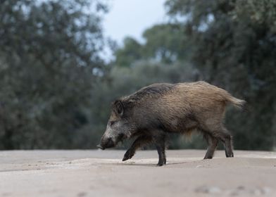 Wild boar in Spain