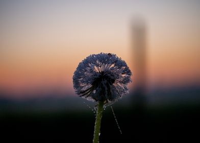 Dandelion in sunrise