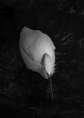 Little egret