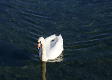 swan