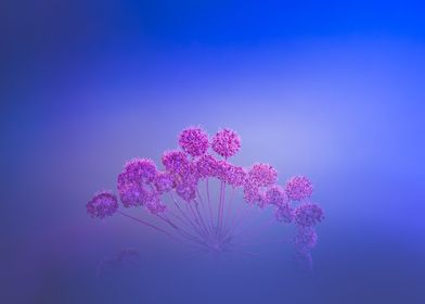 Pink Flowers