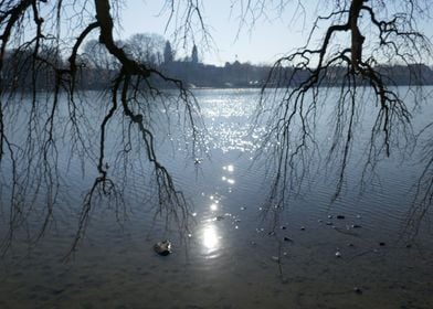 willow at the lake 2