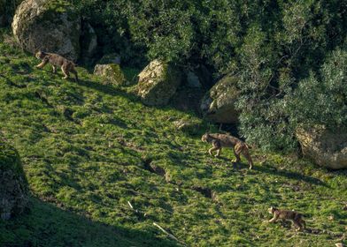 Iberian lynx family