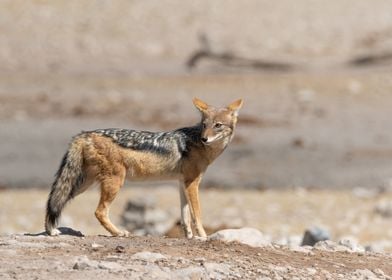 Jackal in Etosha