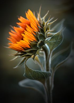 Beautiful sunflower 